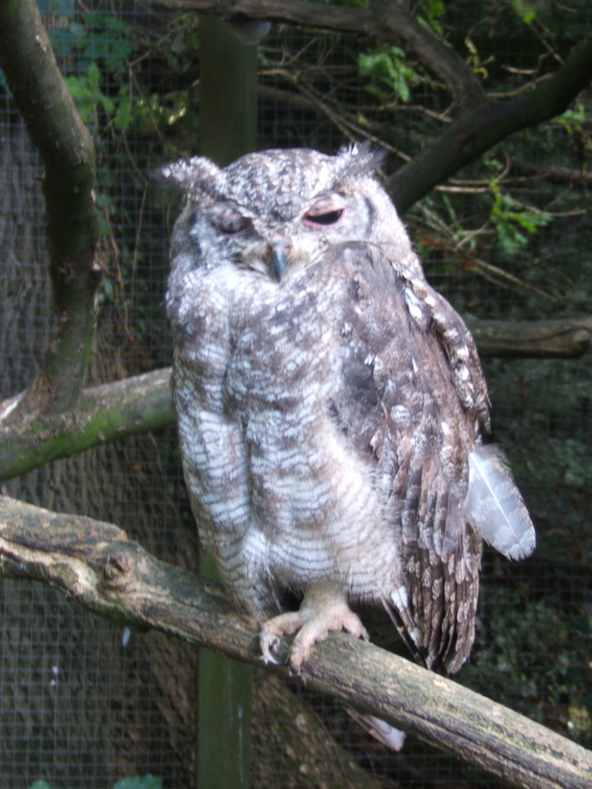 Vermiculated Owl (Bubo cinerascens)