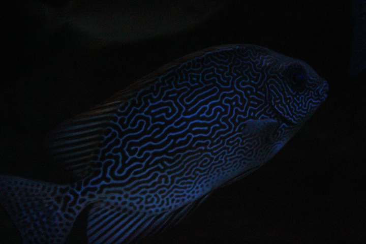 Vermiculated spinefoot (Siganus vermiculatus)