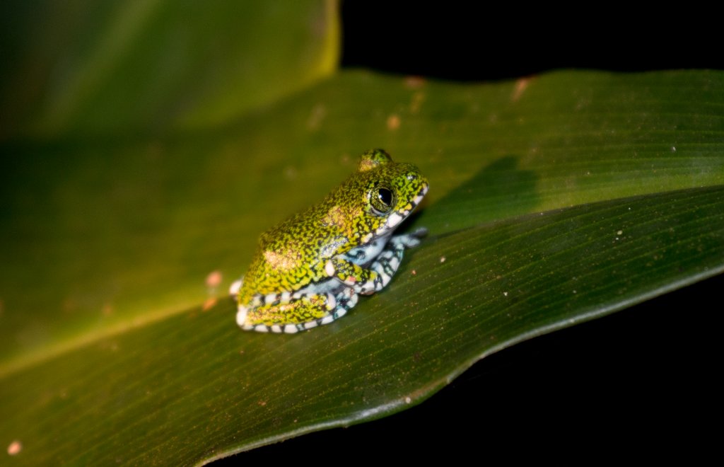 Vermiculated Tree Frog juvenile