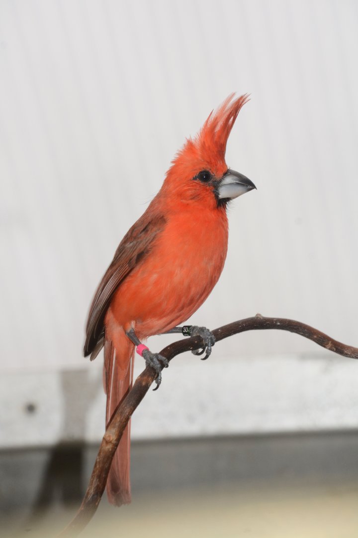 Vermilion cardinal (Cardinalis phoeniceus)