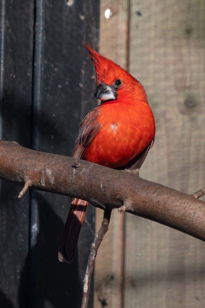 Vermilion cardinal (Cardinalis phoeniceus)