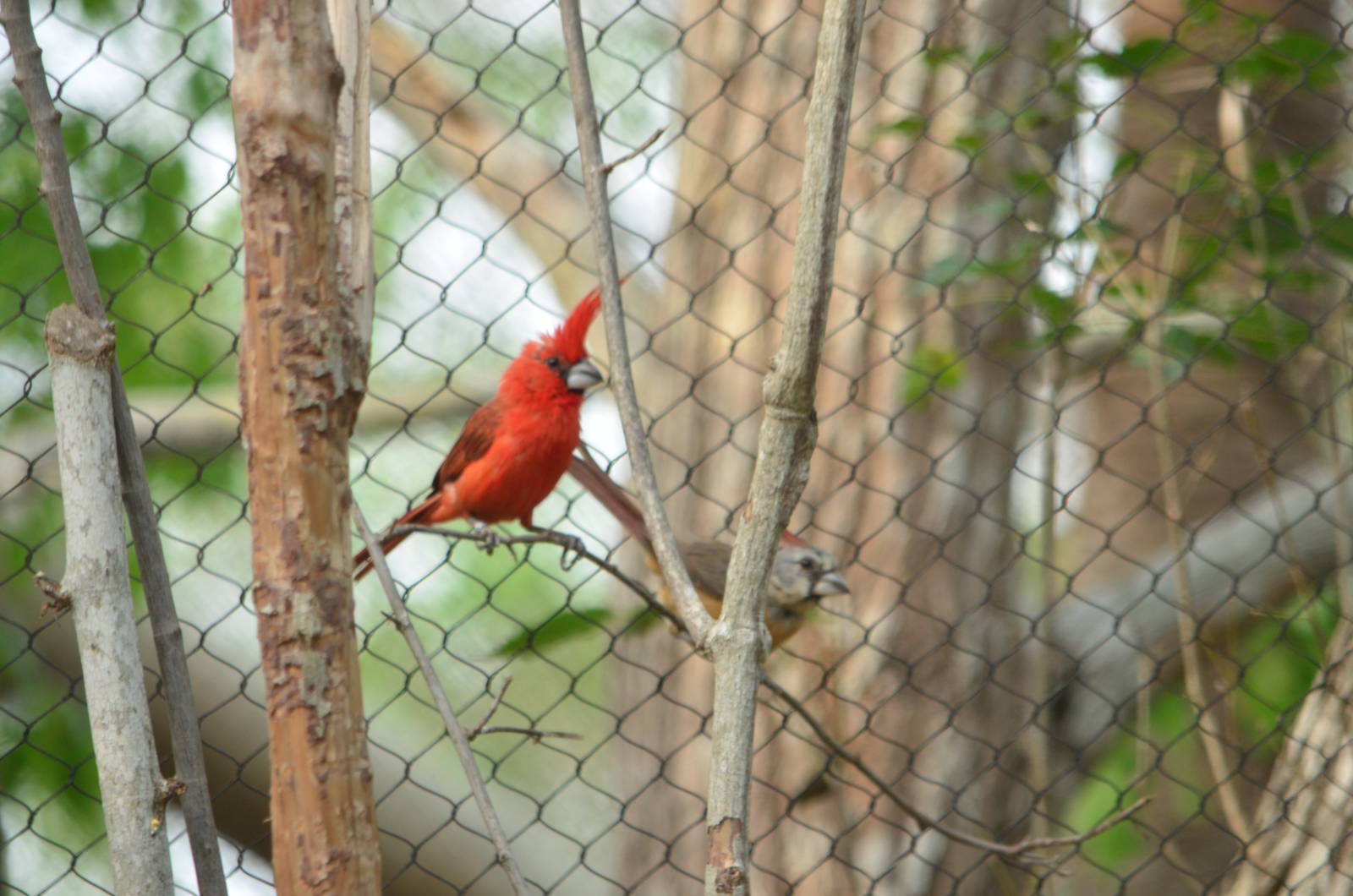 Vermilion cardinal