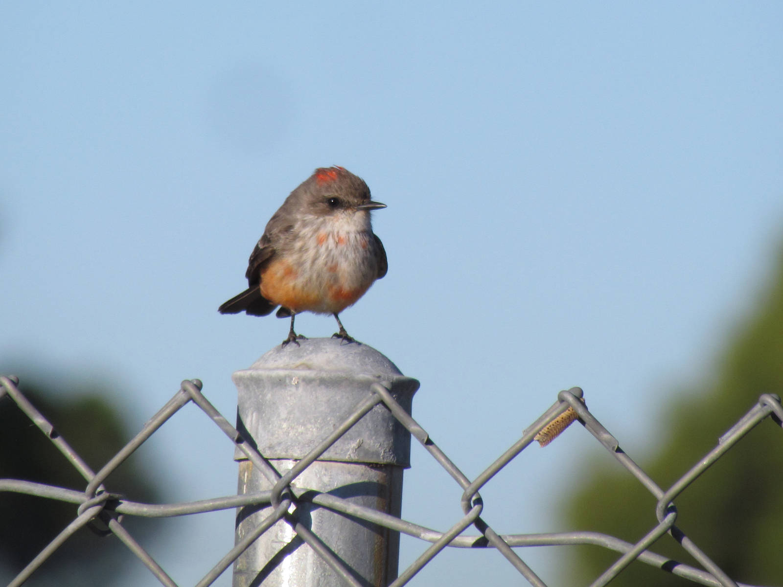 Vermilion Flycatcher - juvenile