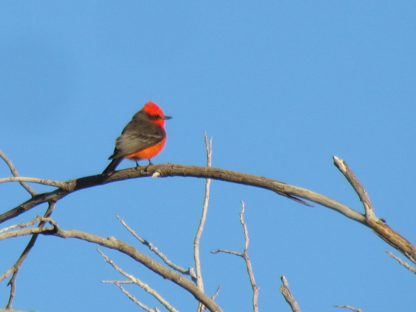 Vermilion Flycatcher - male