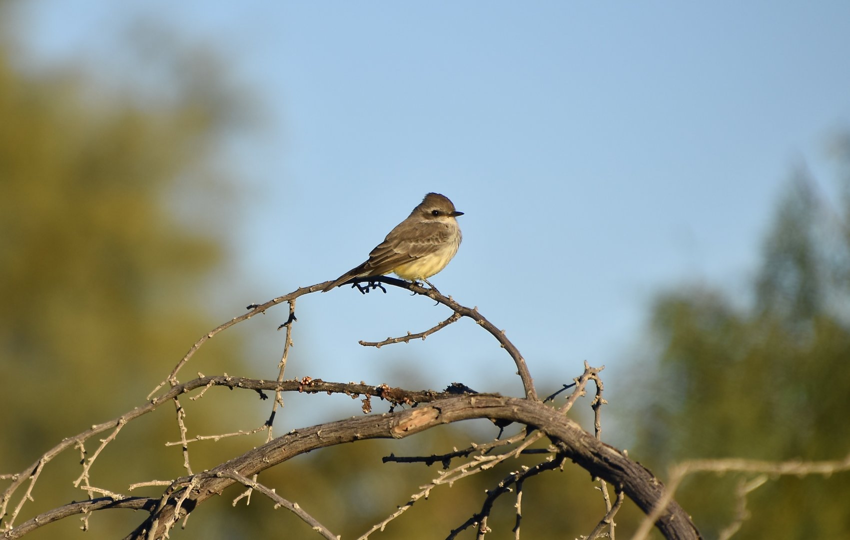 Vermilion Flycatcher (Pyrocephalus obscurus flammeus) female