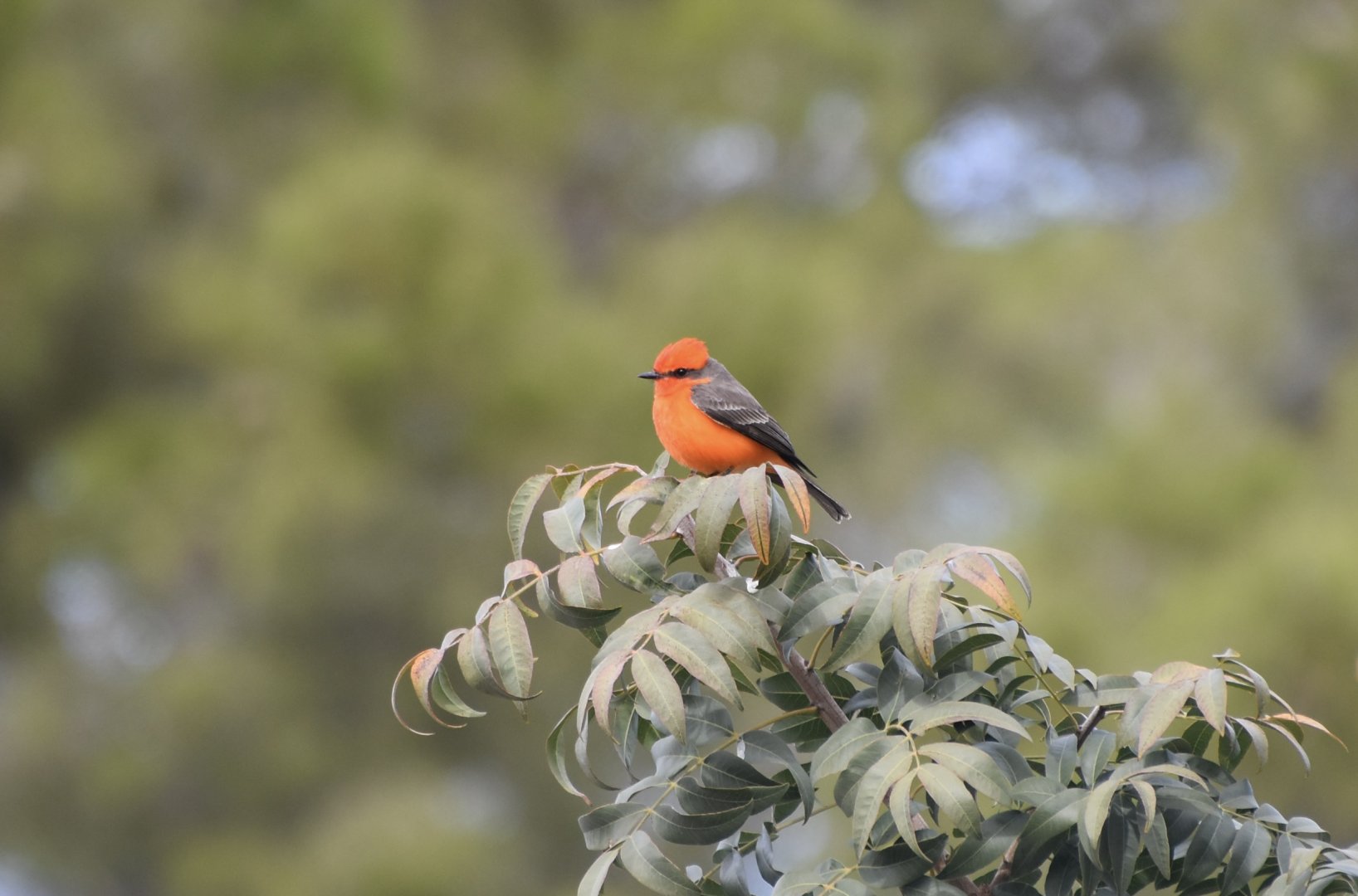 Vermilion Flycatcher (Pyrocephalus obscurus flammeus) male