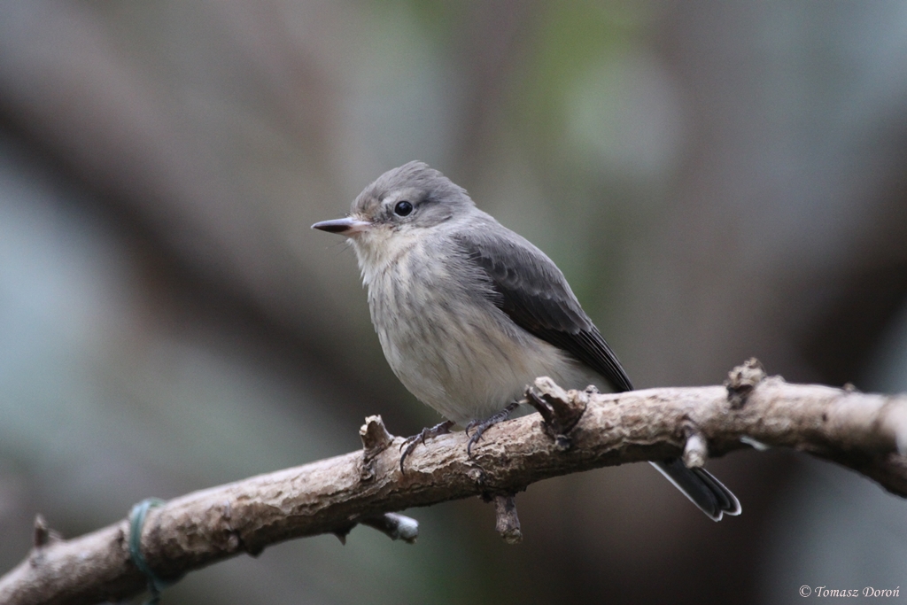 Vermilion Flycatcher (Pyrocephalus rubinus) female