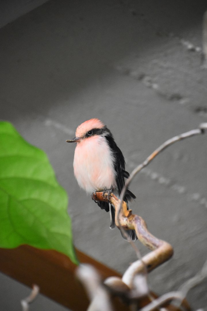 Vermilion flycatcher, Pyrocephalus rubinus