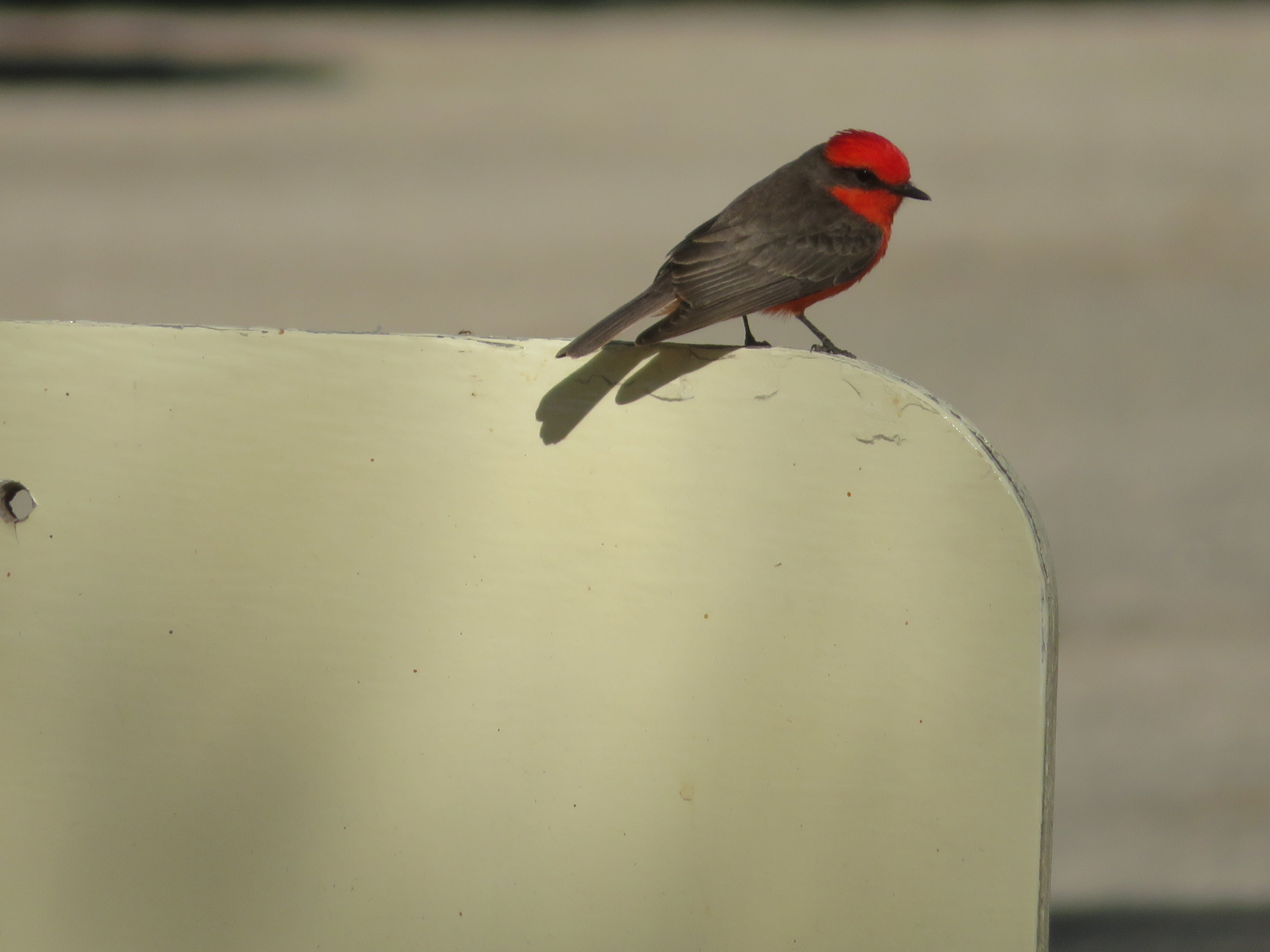 Vermilion Flycatcher