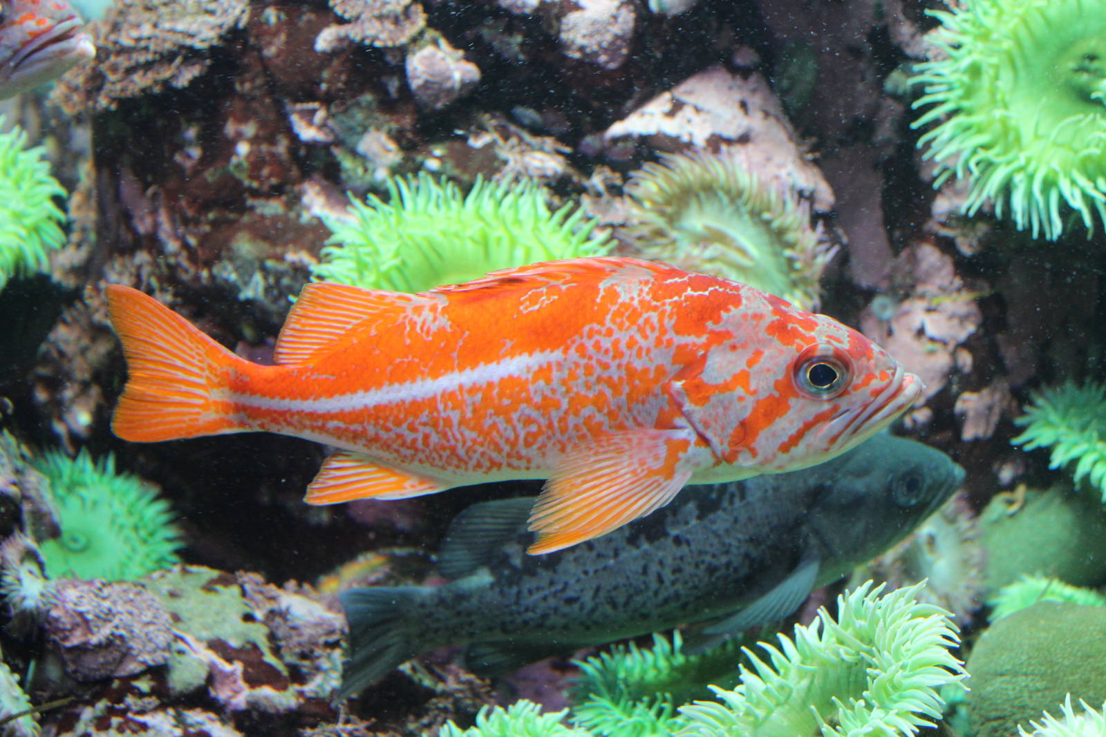 Vermilion Rockfish - Nov 2014