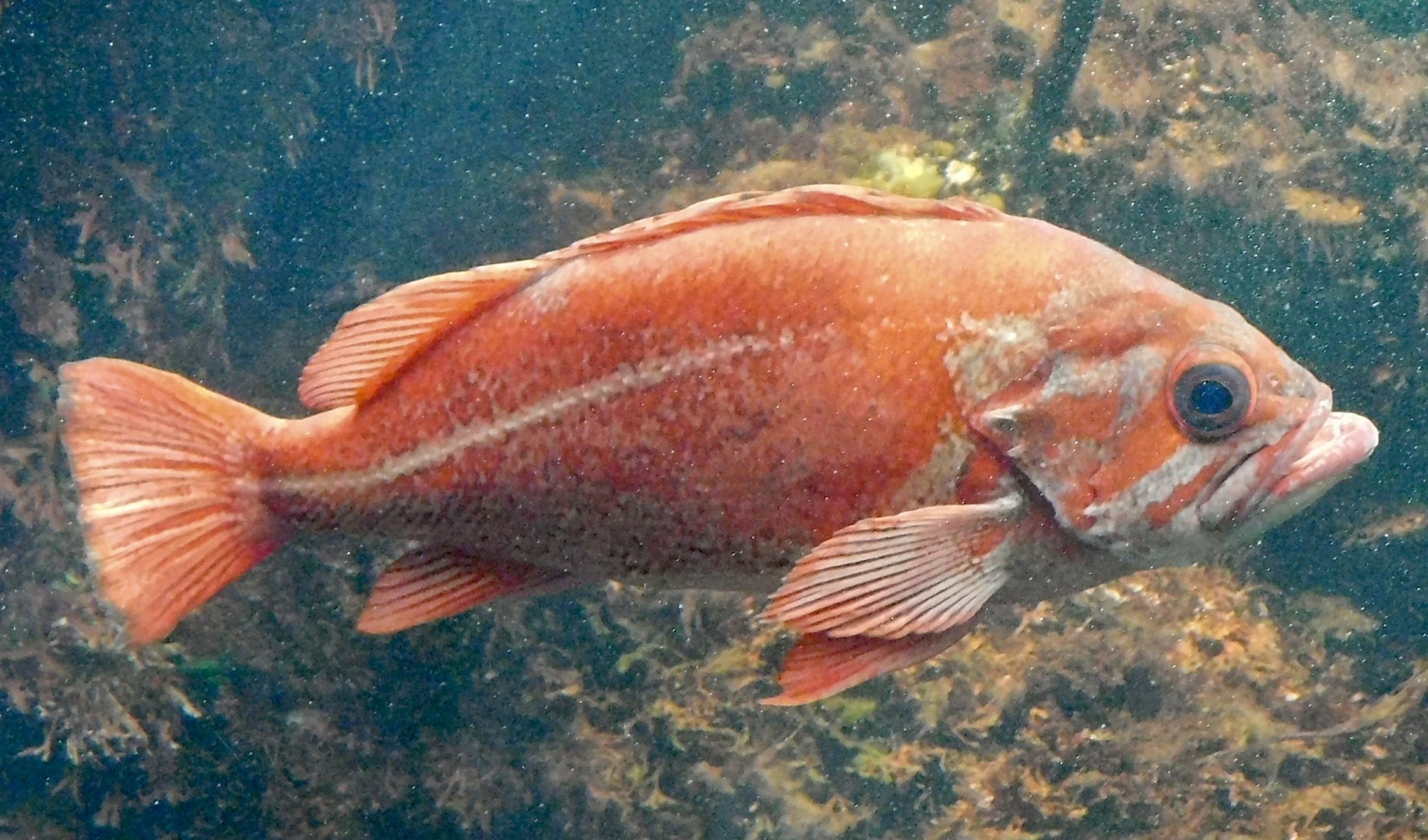 Vermilion Rockfish (Sebastes miniatus) November 8, 2025