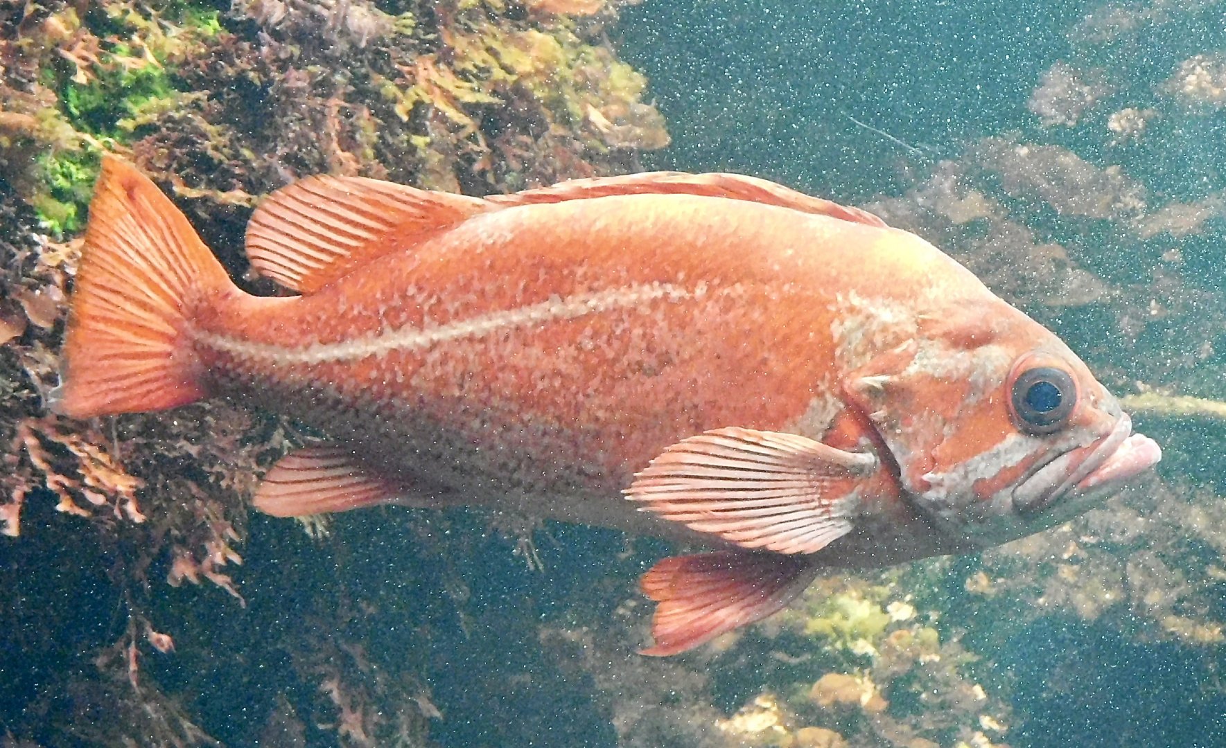 Vermilion Rockfish (Sebastes miniatus) November 8, 2025