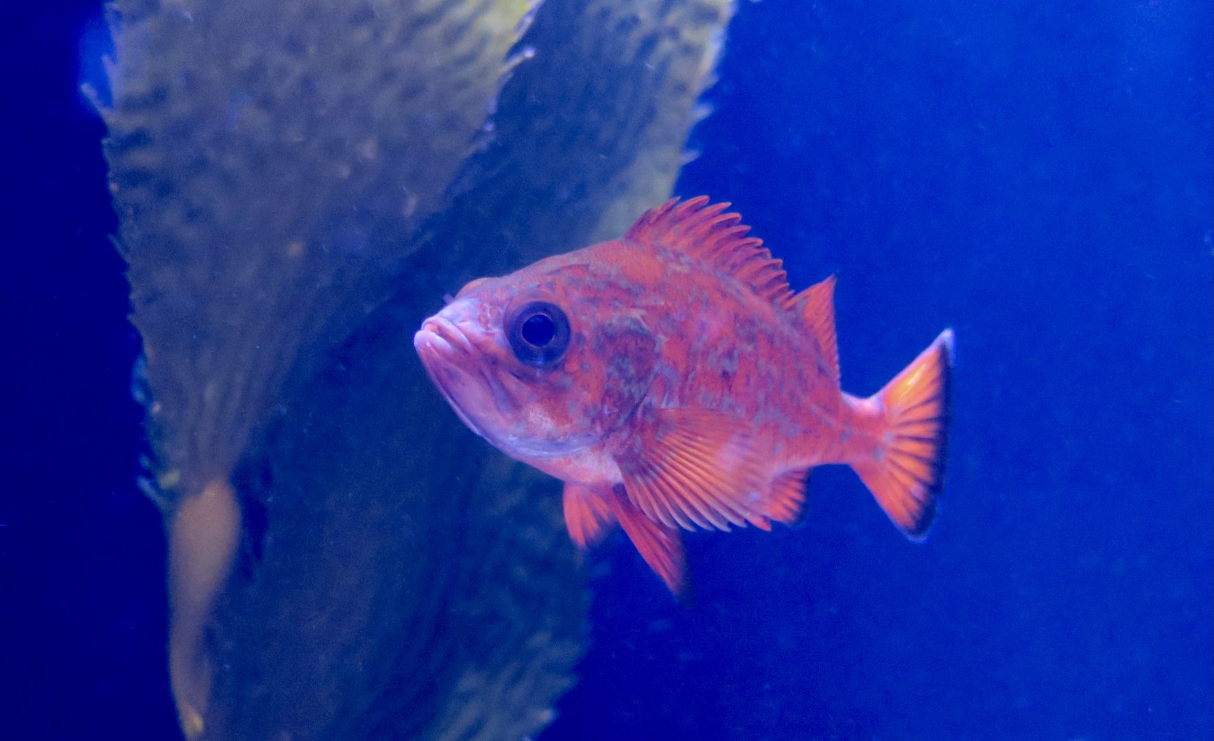 Vermilion Rockfish (Sebastes miniatus) young
