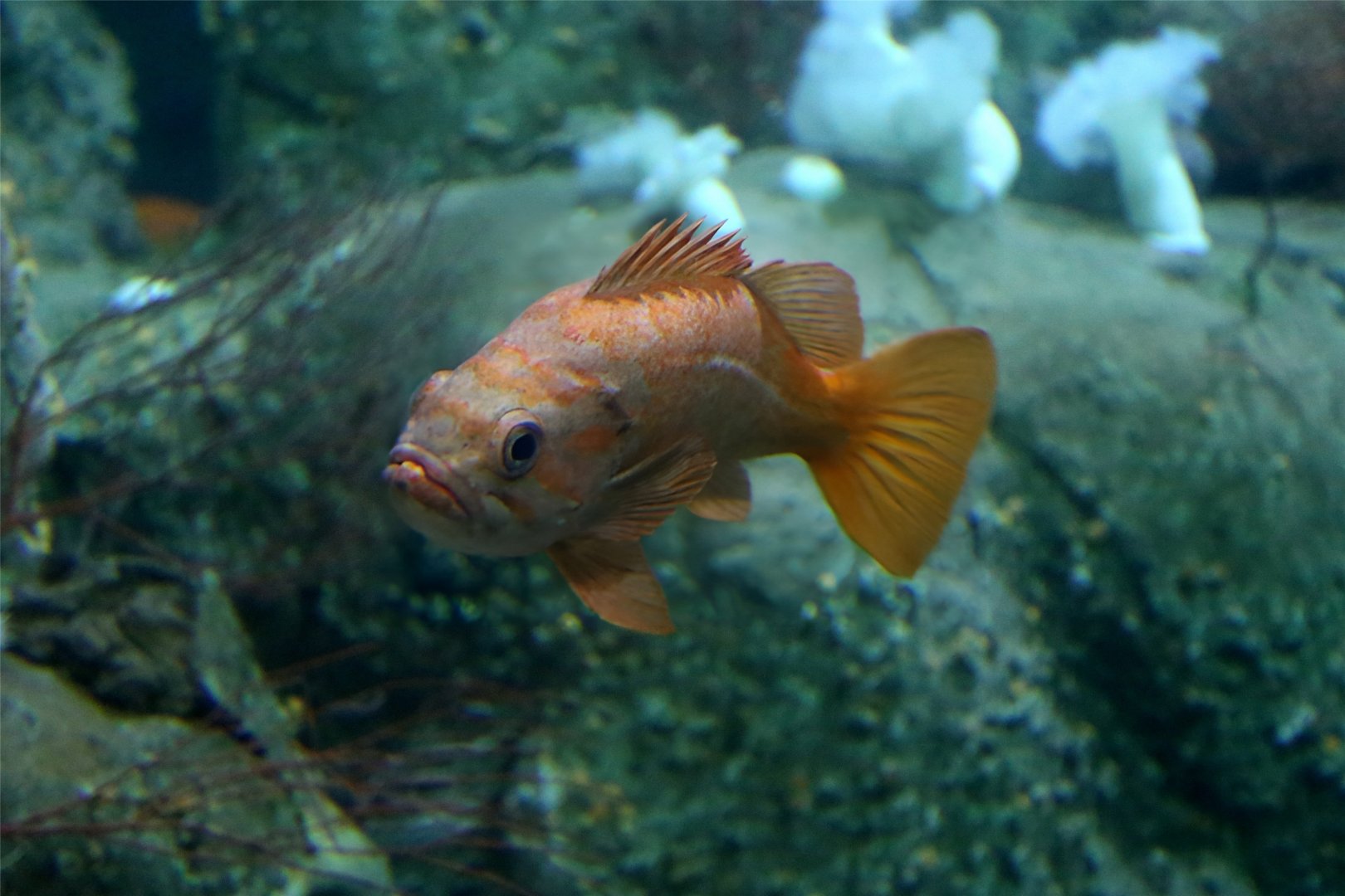 Vermilion Rockfish (Sebastes miniatus)