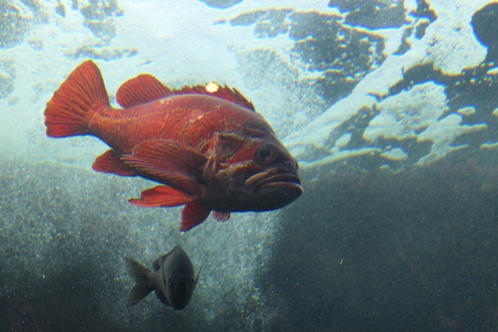 Vermilion Rockfish (Sebastes miniatus)