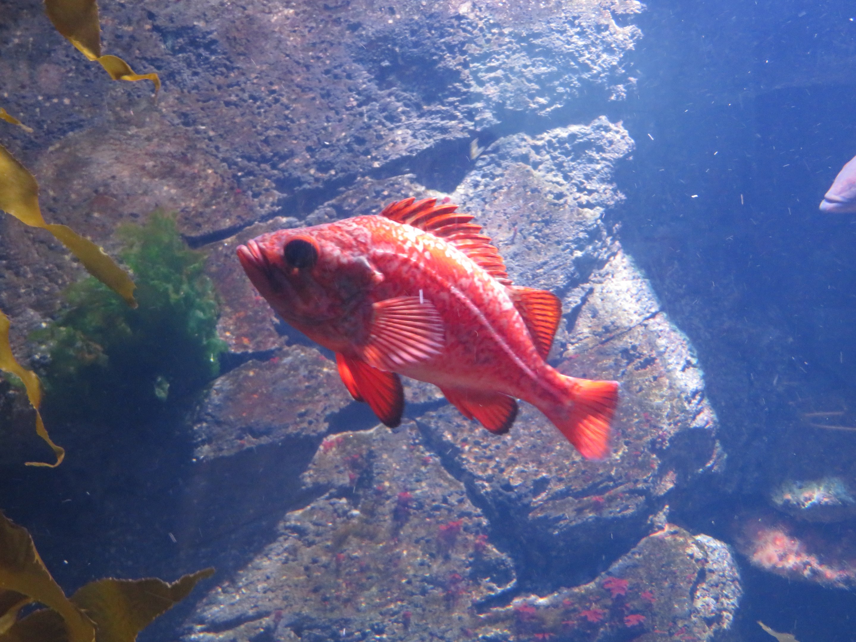 Vermilion Rockfish