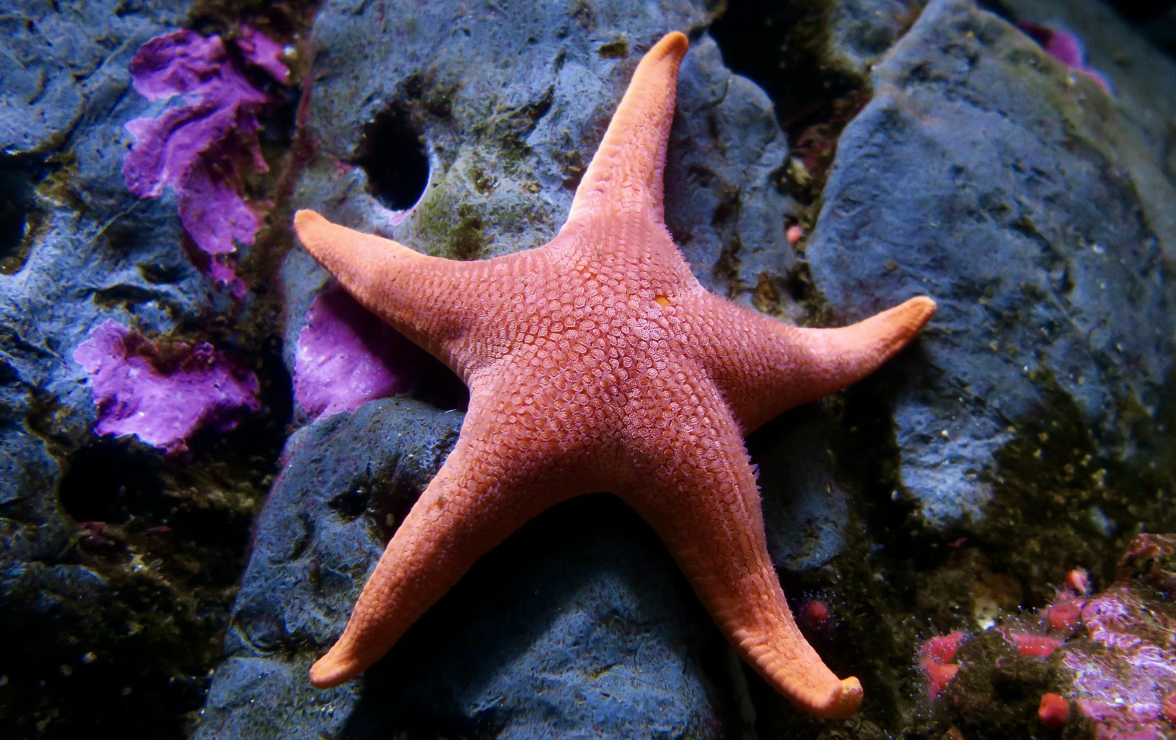 Vermilion Sea Star (Mediaster aequalis)