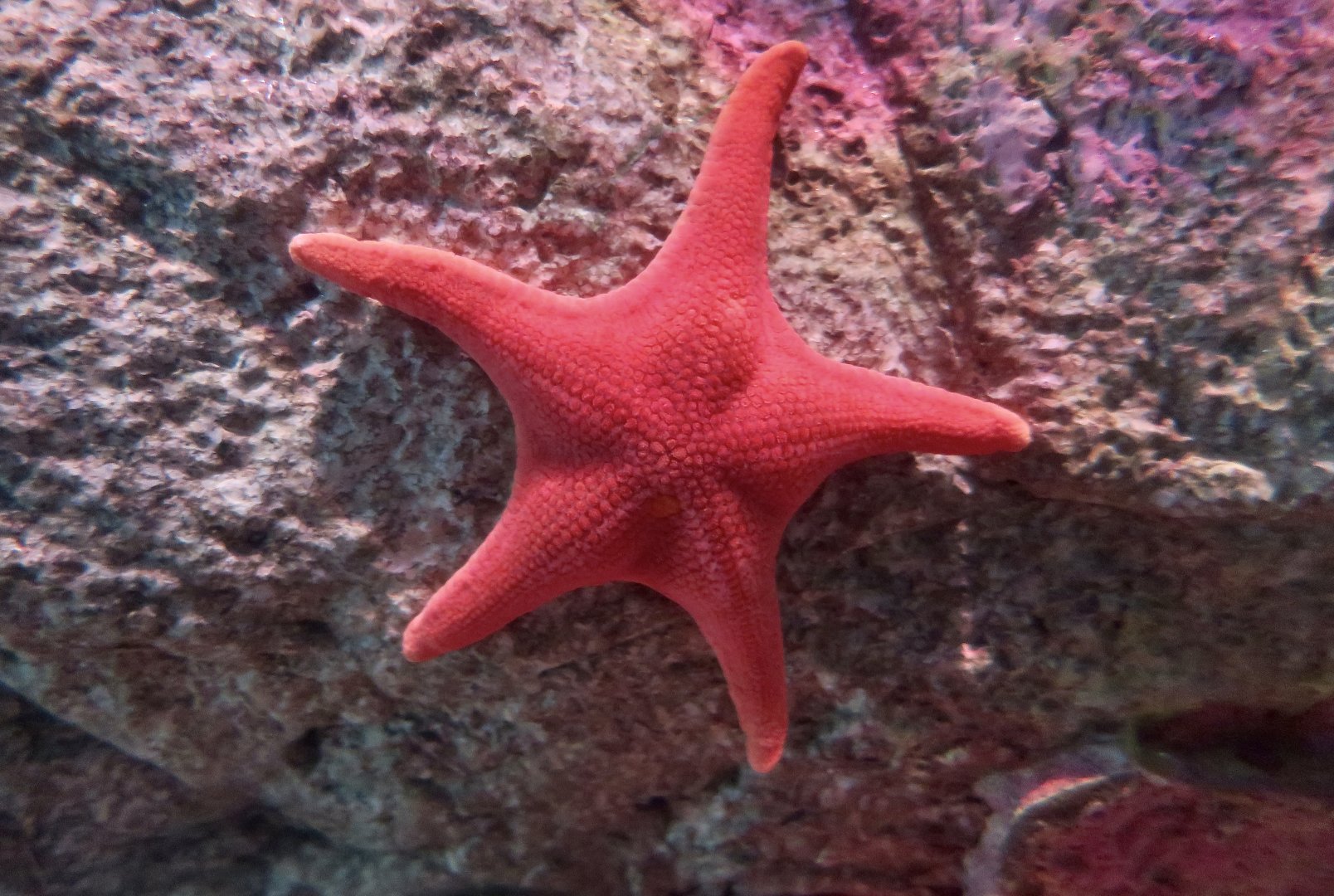Vermilion Starfish (Mediaster aequalis)