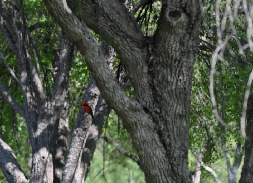 Vermillion Flycatcher and riverine habitat - Texas