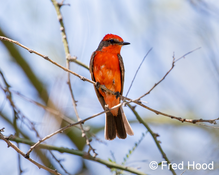 vermillion flycatcher (at my house)