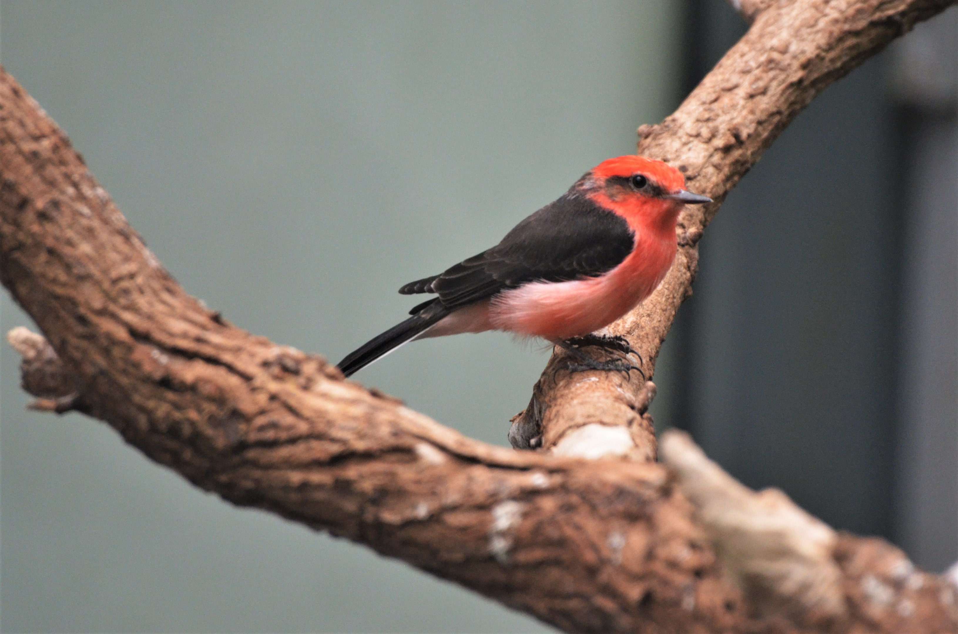 Vermillion Flycatcher at Wuppertal, 16/06/19