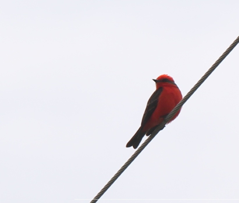 Vermillion Flycatcher