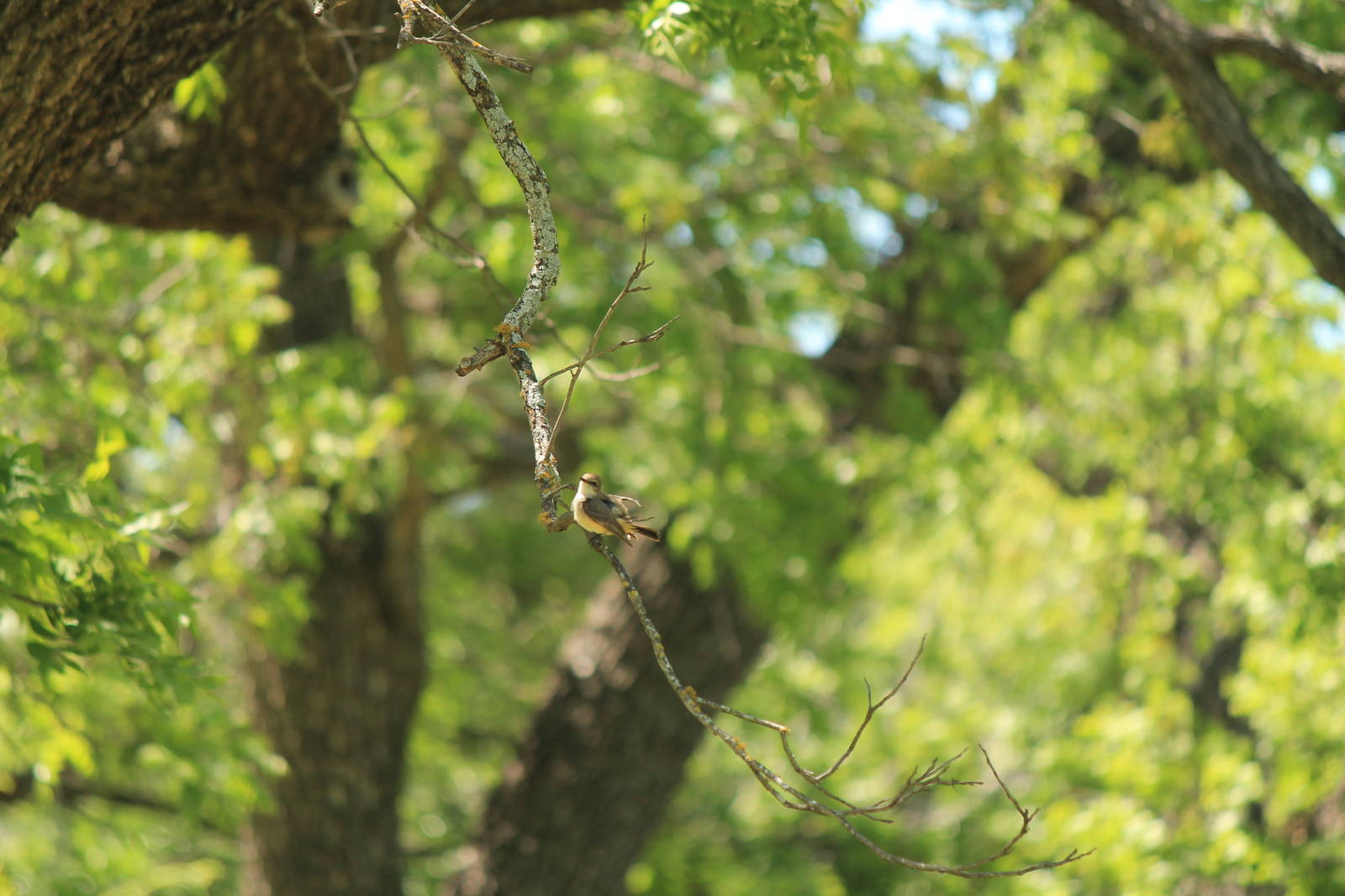 Vermillion Flycatcher