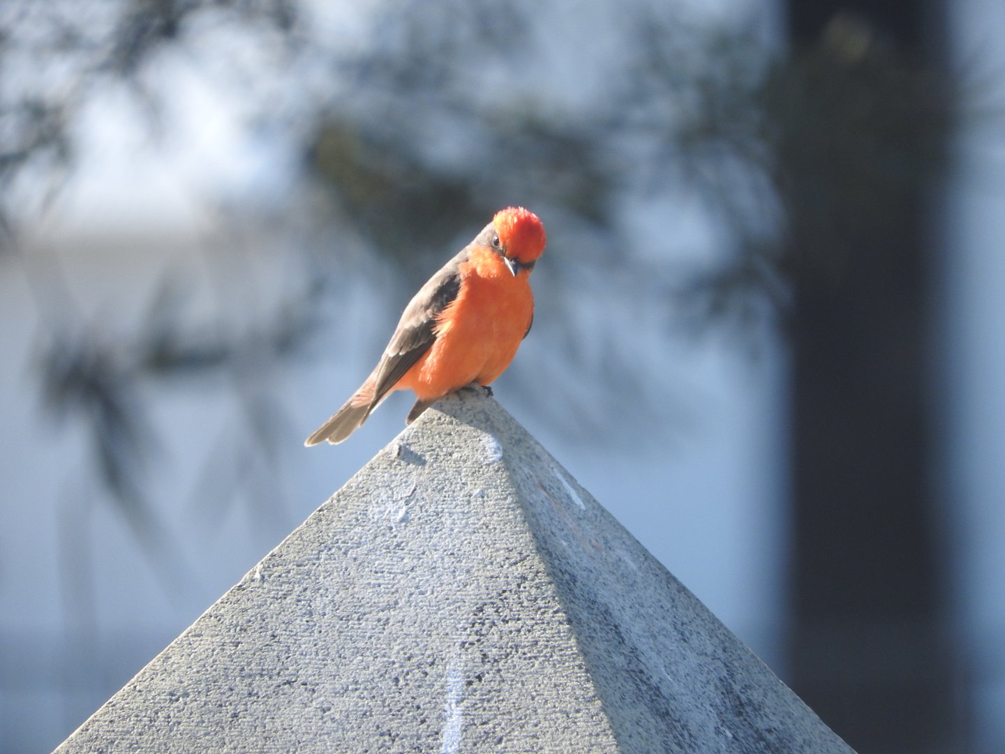 Vermillion Flycatcher