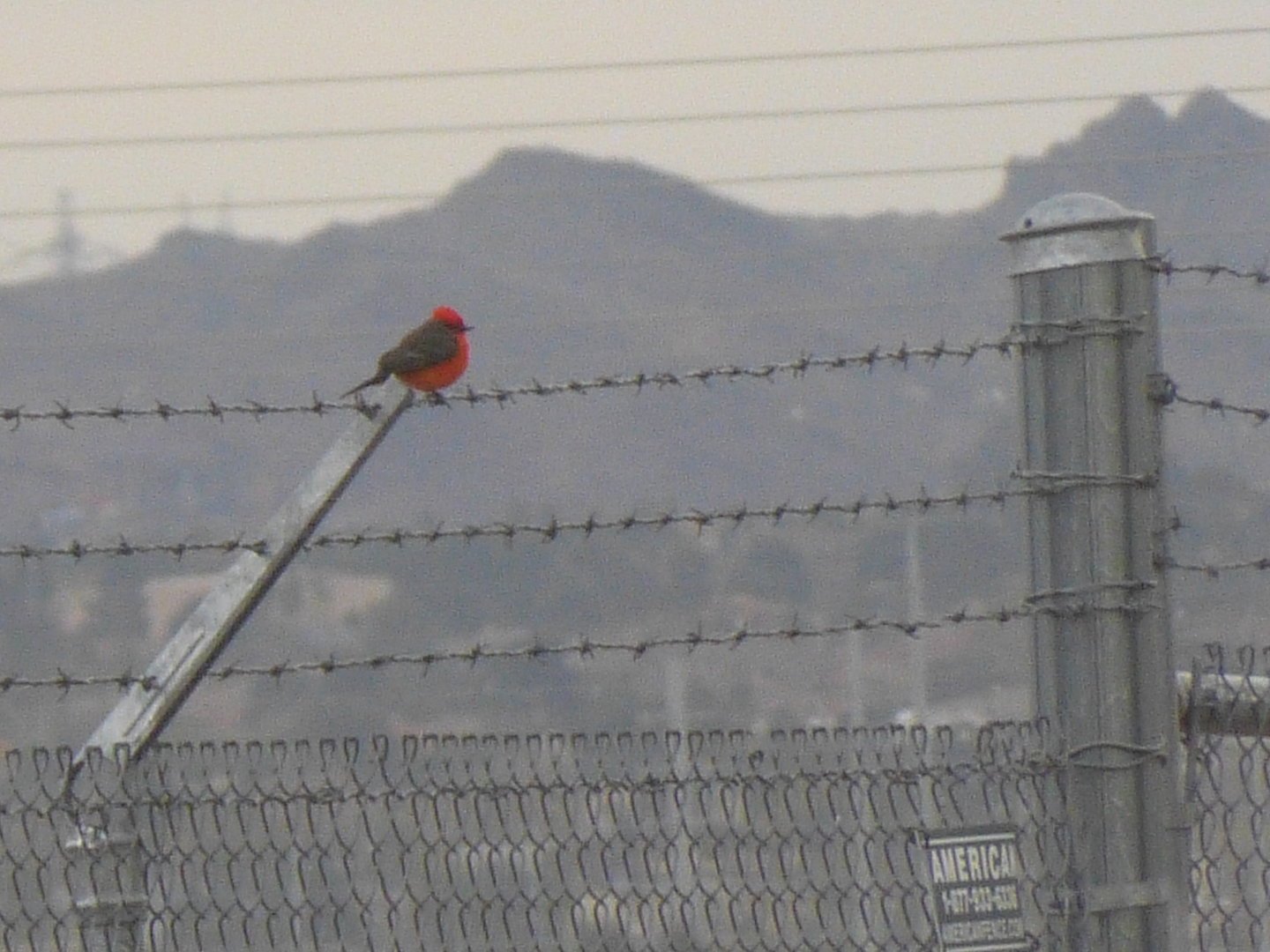 Vermillion flycatcher