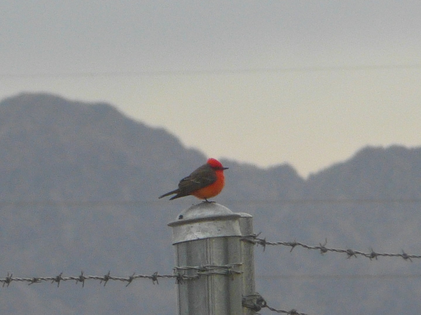 Vermillion flycatcher
