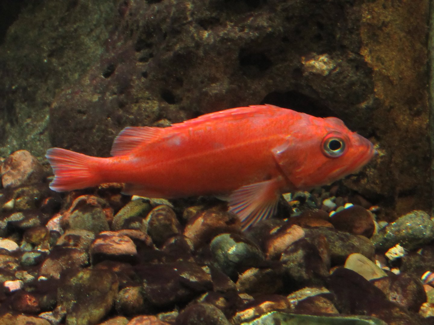Vermillion RockFish at Shedd Aquarium