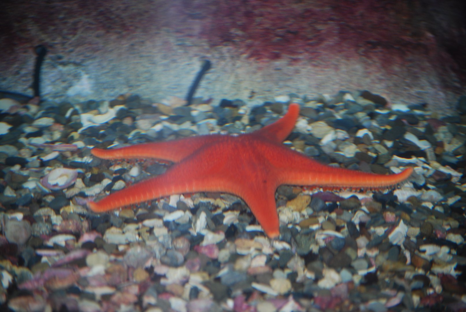 Vermillion Sea Star