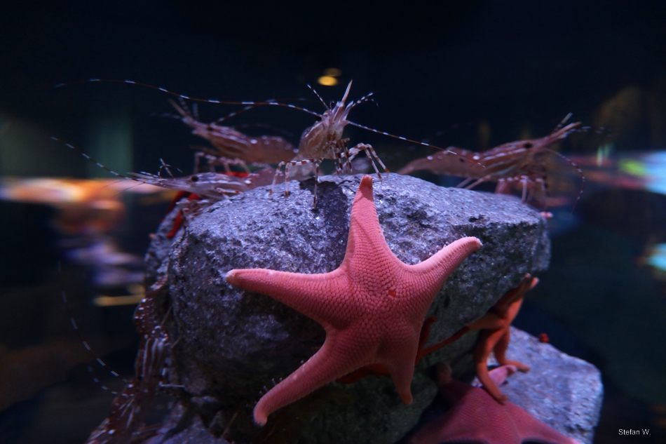 Vermillion Seastar (Mediaster aequalis) with California Spot prawns (Pandalus platyceros)
