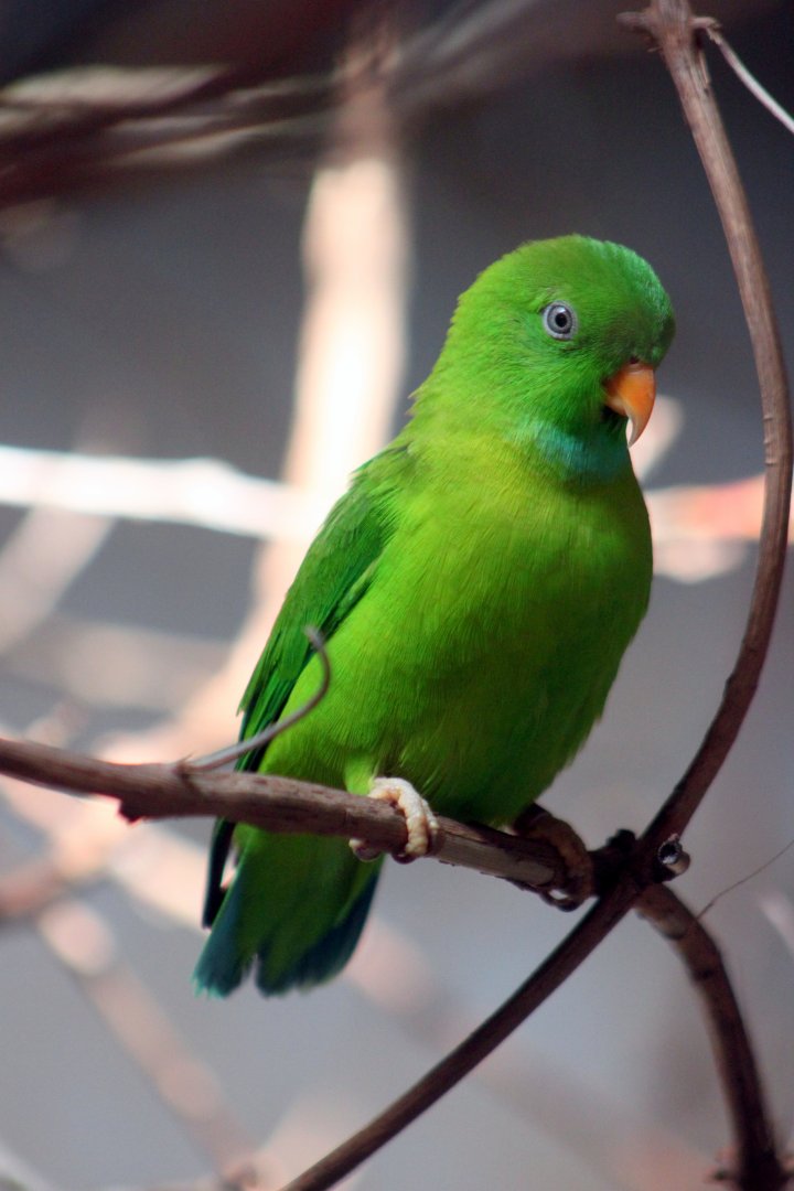 Vernal hanging parrot (Loriculus vernalis)