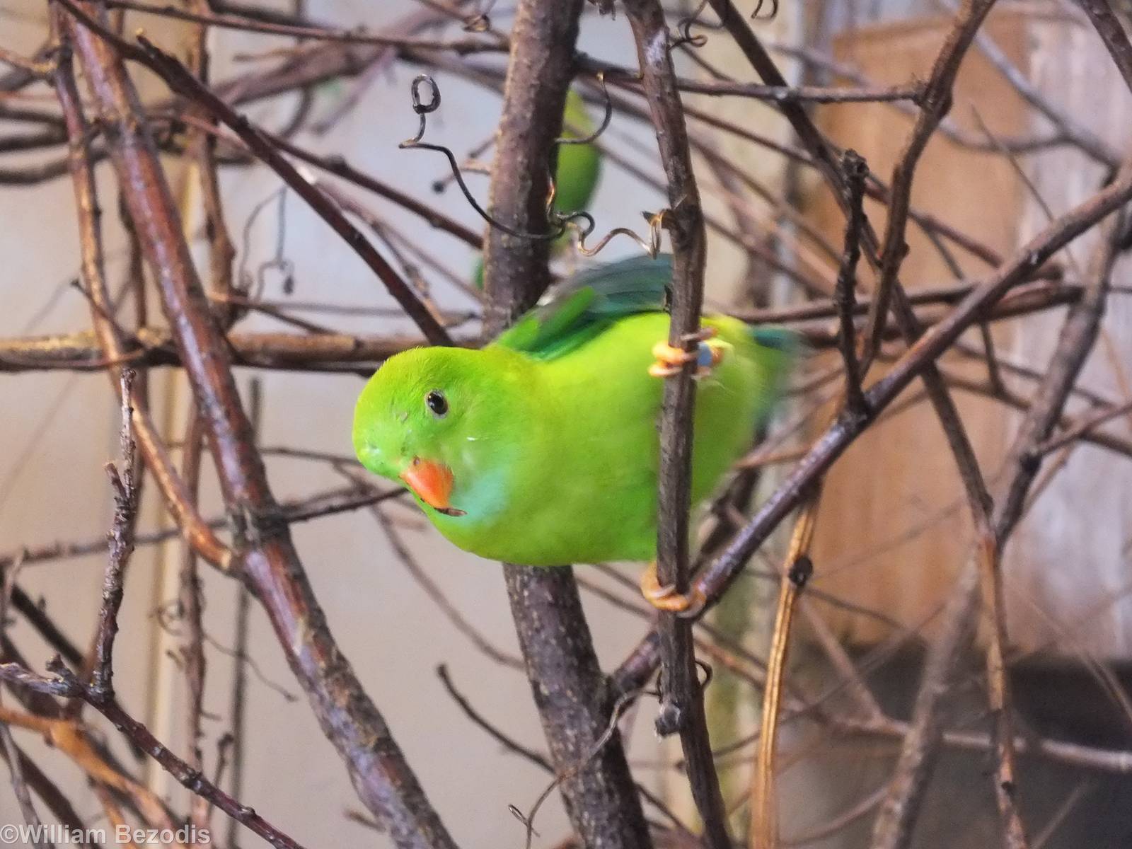 Vernal Hanging Parrot