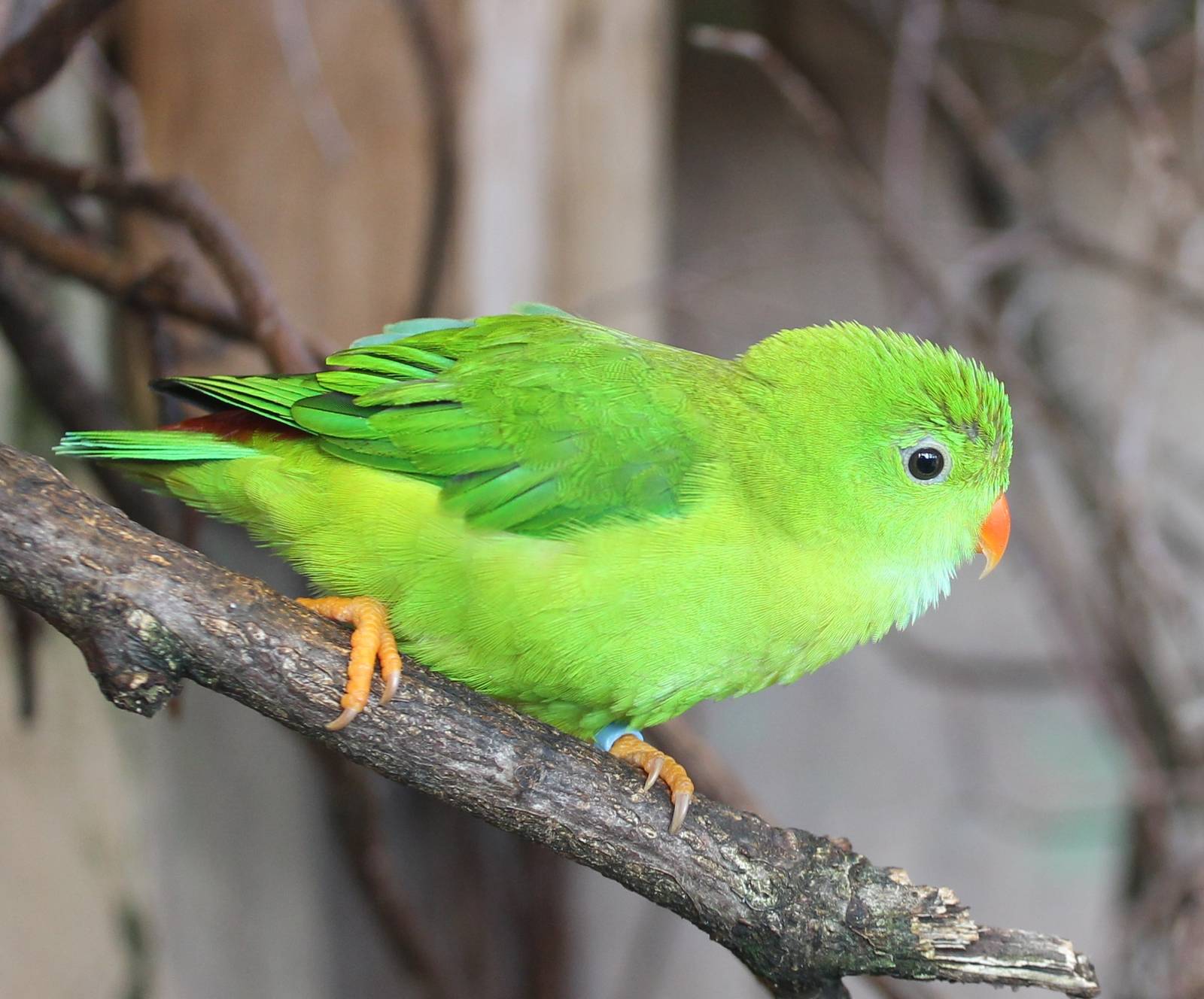 Vernal hanging parrot