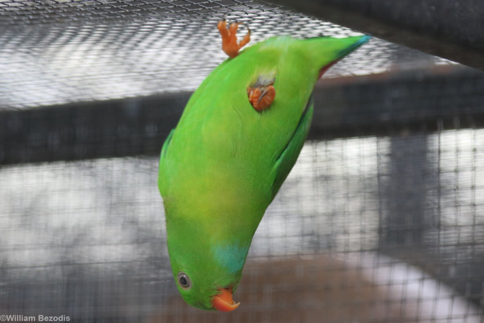Vernal Hanging Parrot