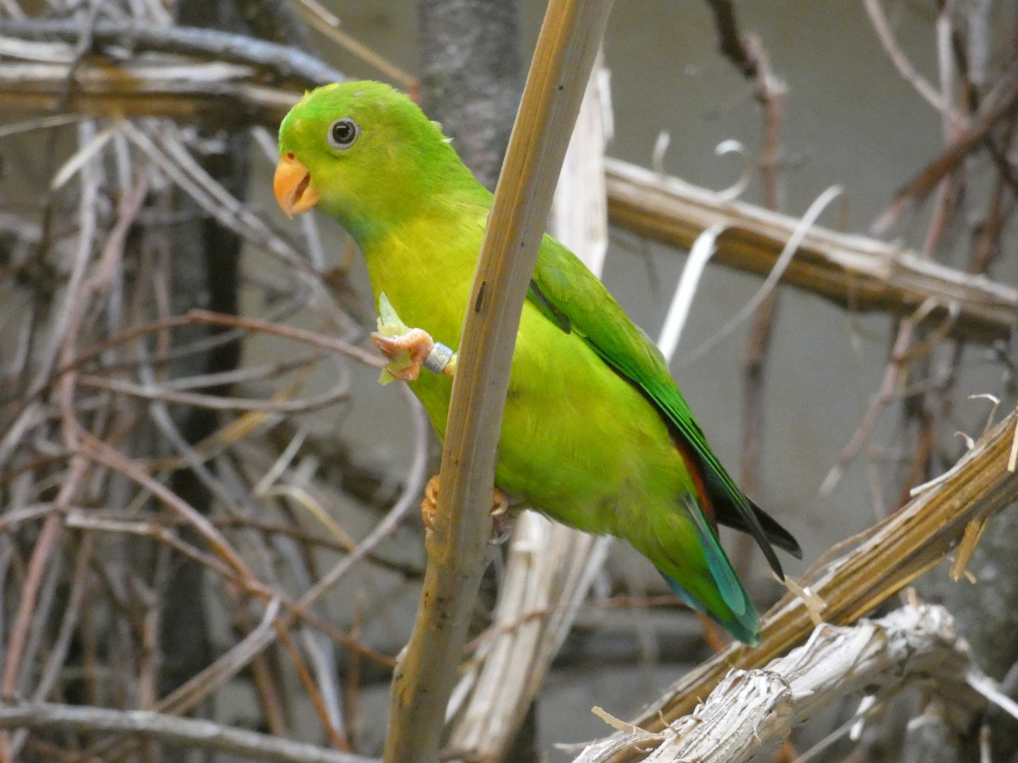 Vernal hanging parrot