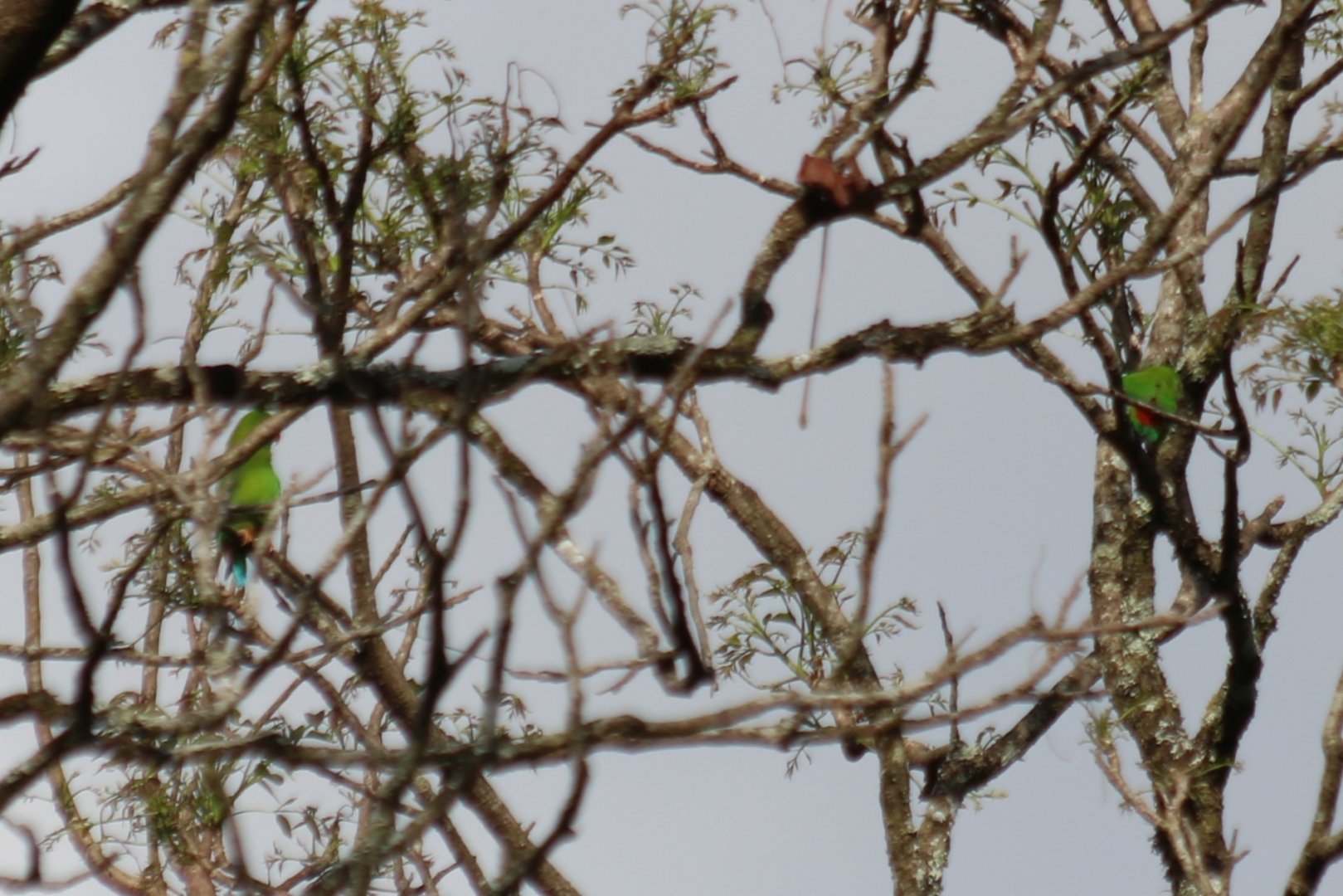 Vernal Hanging Parrots