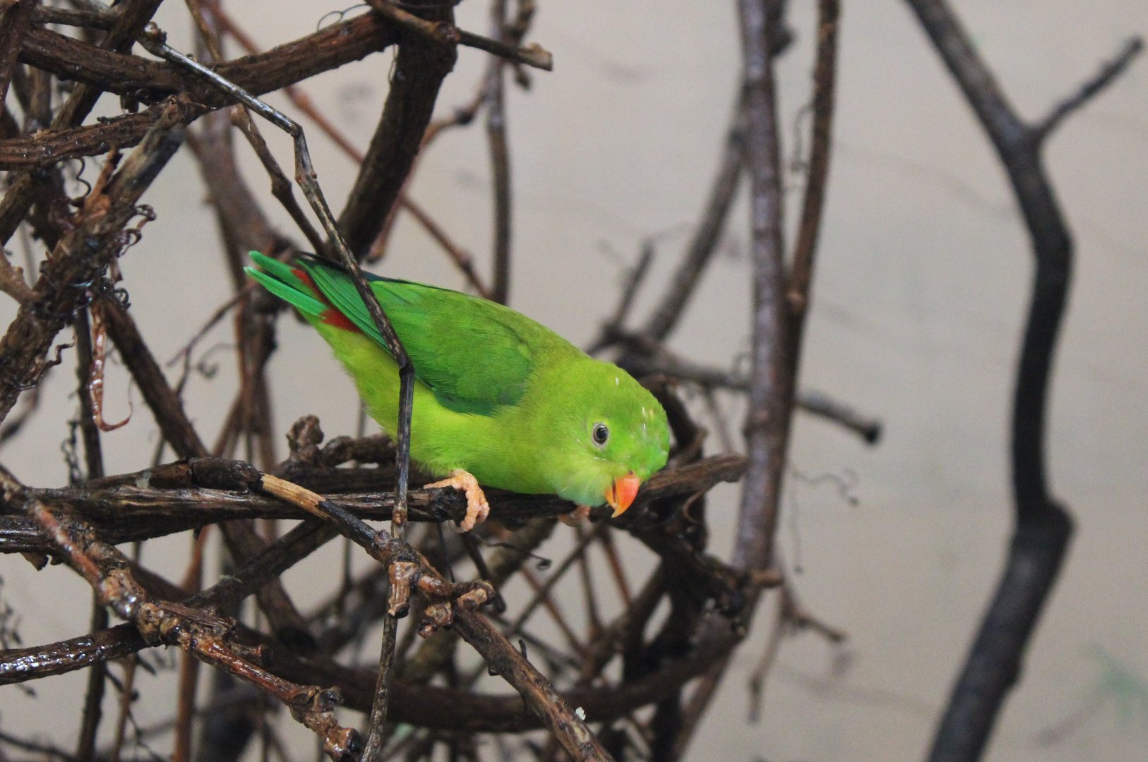 Vernal haning-parrot
