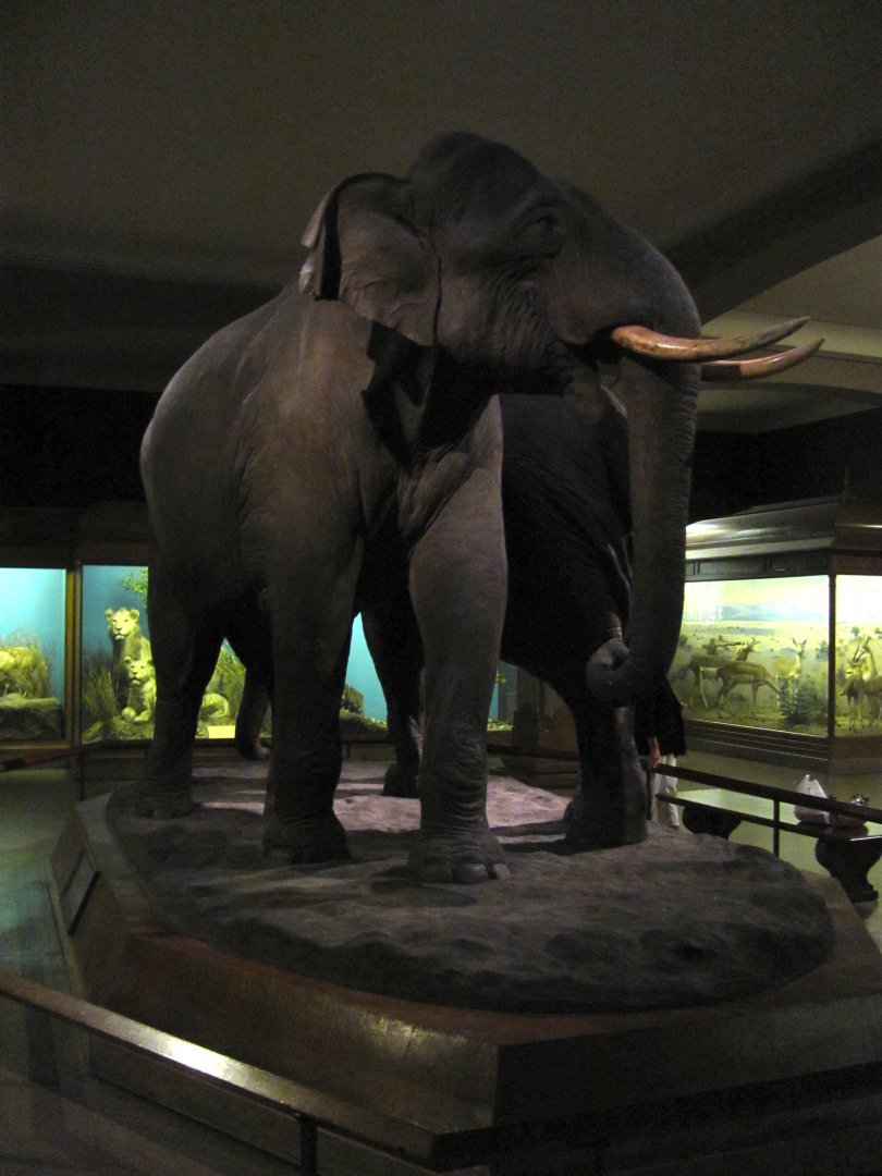 Vernay-Faunthorpe Hall of Asian Mammals Asian Elephant Group Bull