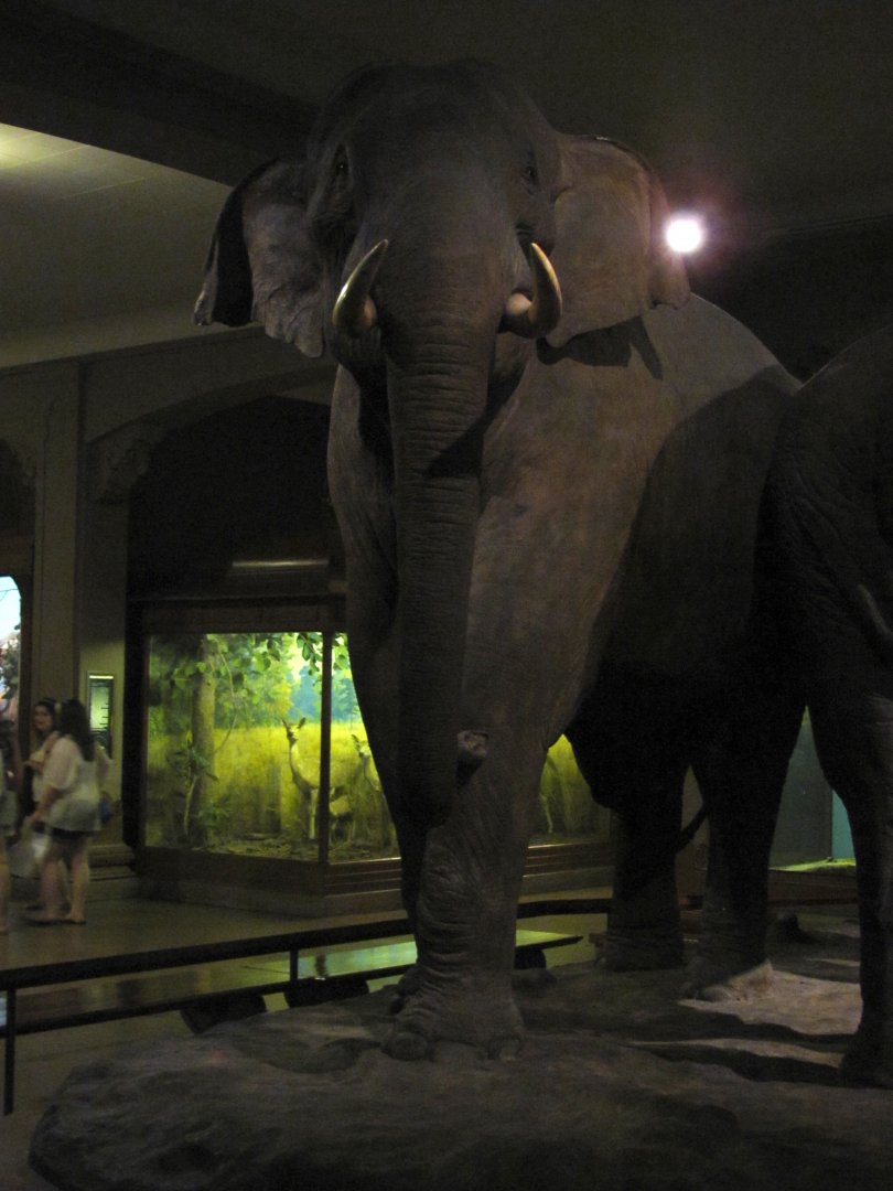 Vernay-Faunthorpe Hall of Asian Mammals Asian Elephant Group Bull