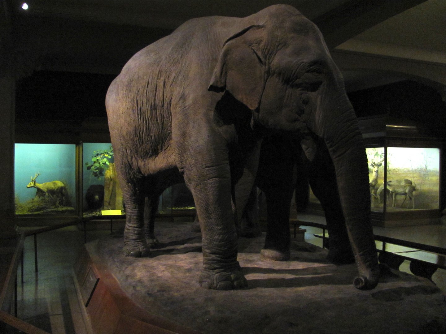 Vernay-Faunthorpe Hall of Asian Mammals Asian Elephant Group Cow