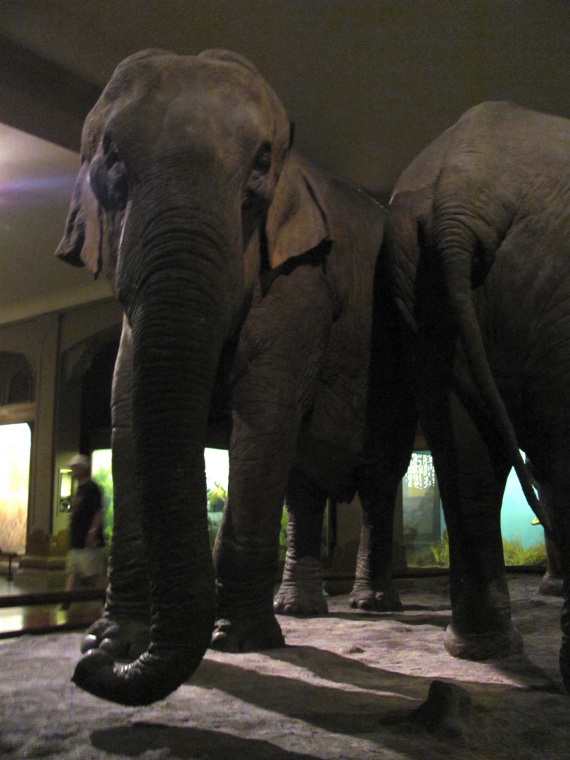 Vernay-Faunthorpe Hall of Asian Mammals Asian Elephant Group Cow