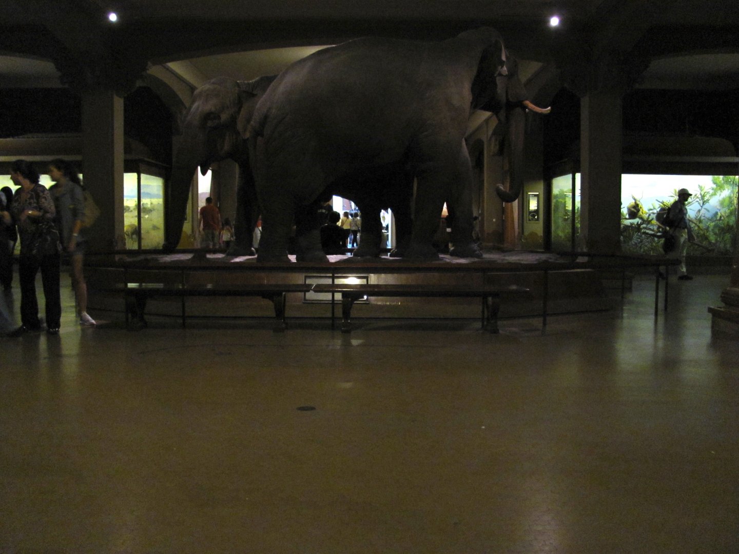 Vernay-Faunthorpe Hall of Asian Mammals Asian Elephant Group