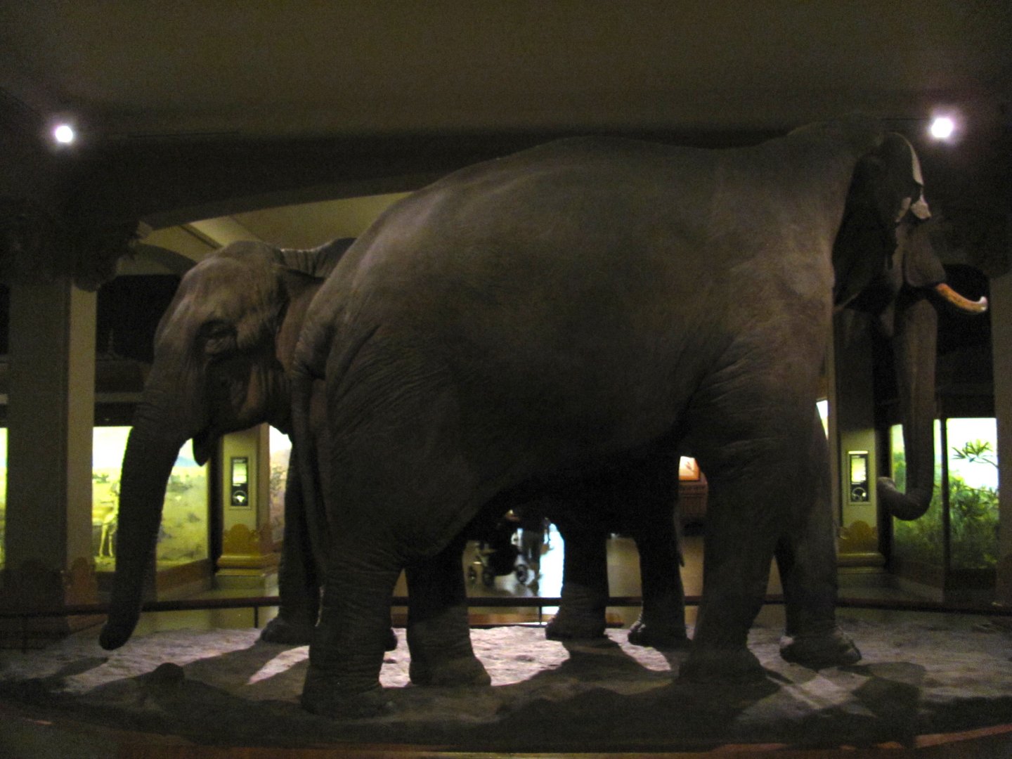 Vernay-Faunthorpe Hall of Asian Mammals Asian Elephant Group