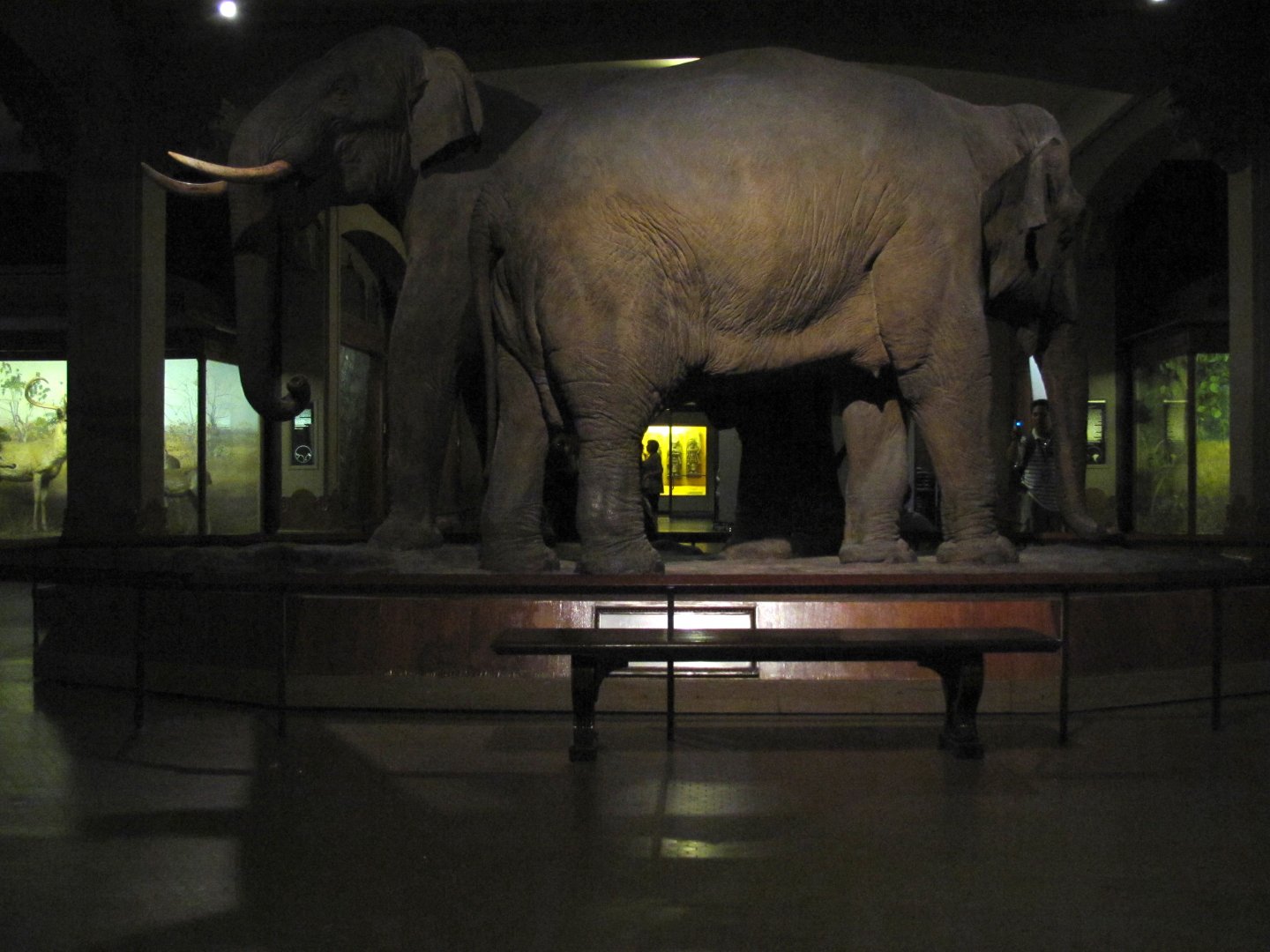 Vernay-Faunthorpe Hall of Asian Mammals Asian Elephant Group