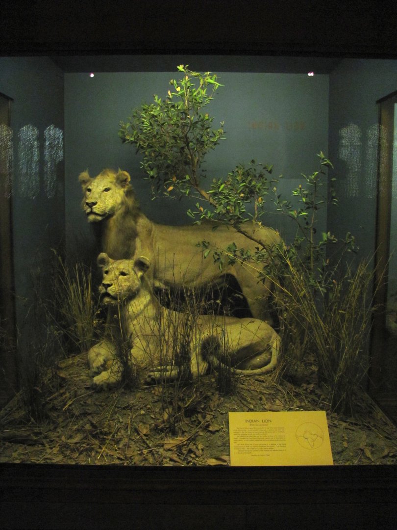 Vernay-Faunthorpe Hall of Asian Mammals Asiatic Lion