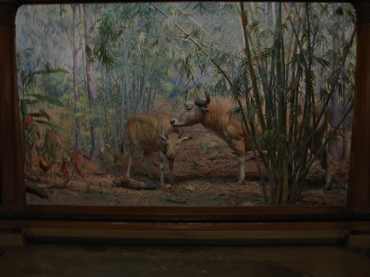 Vernay-Faunthorpe Hall of Asian Mammals Banteng Diorama