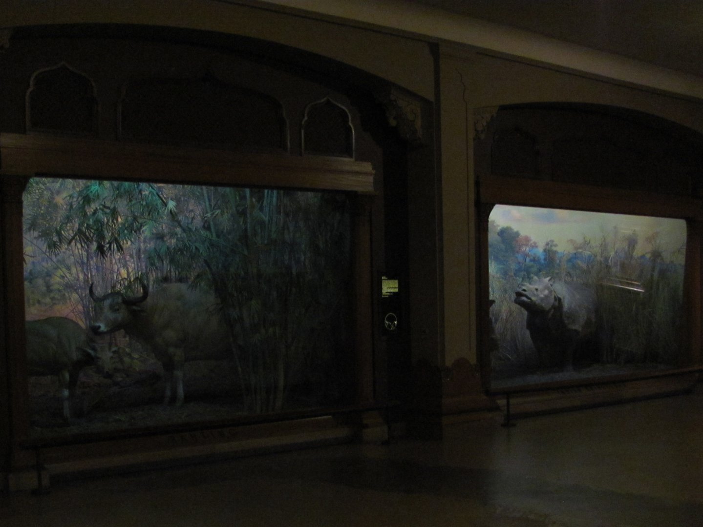 Vernay-Faunthorpe Hall of Asian Mammals Banteng & Indian Rhinoceros Dioramas